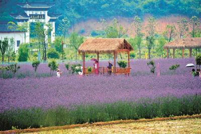 荆楚乡村旅游10大主题游线路发布 7条涉及到荆州 