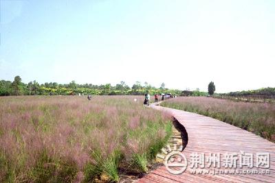 荆州区红旗林场粉黛园正式开园 不少游客慕名而来