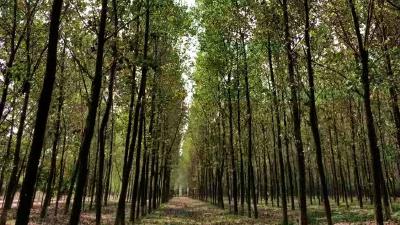 国家林业和草原局调研荆州市国家森林城市创建工作