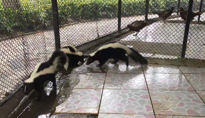 围观！荆州市中山公园动物园迎来世界最臭动物