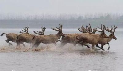 辉煌70年之荆州名片：石首野生麋鹿已突破1600头