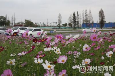 粉黛乱子草、波斯菊… 荆州园博园花海停车场美翻了