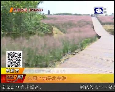 千亩郊野公园 助推荆州 “创森” 步伐