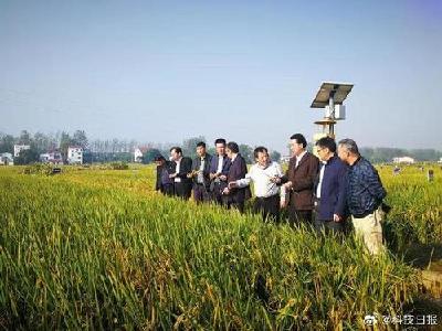 亩产1365公斤！袁隆平团队双季稻产量再创新高