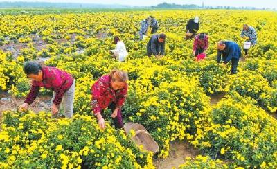 江陵金菊产业形成全产业链 全县种植面积达1万亩