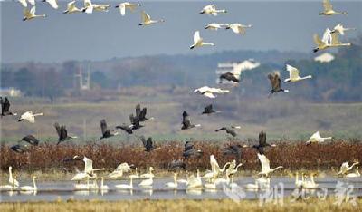 它们也为好生态点赞！来湖北越冬候鸟种群数量逐年增加