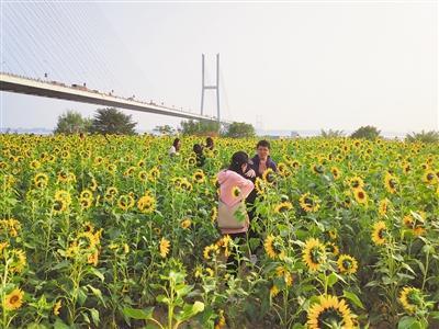 荆州“精雕”城市生态美景 “四季花城”美如画