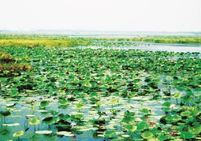 洪湖：梦里水乡还复来 森林城市建设成效显著