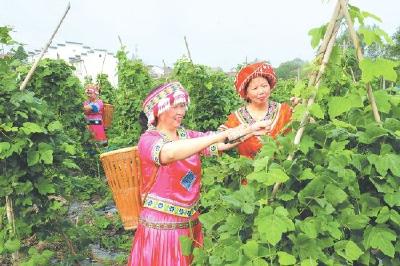 松滋卸甲坪土家族乡发展绿色种植 帮助村民脱贫