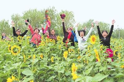 荆州临江仙公园大片向日葵竞相绽放 等你来打卡！