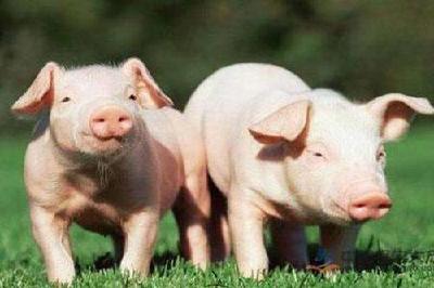 农业农村部：确保2021年生猪生产恢复正常