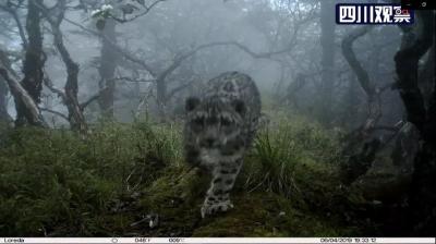 雪豹遇上大熊猫？网友：这是“华山论可爱” 