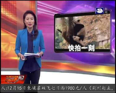 地震来了 熊猫5秒上树
