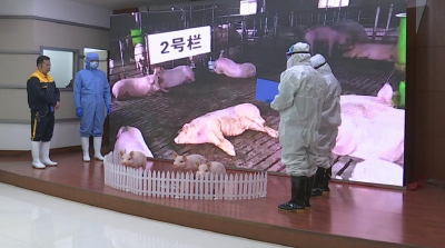 武汉海关举行进出境重大动物疫情（非洲猪瘟）应急处置演练