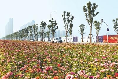 荆北片区太湖港堤坡上鲜花盛开 成为一道靓丽风景