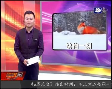 快拍一刻：大兴安岭雪地惊现野生火狐