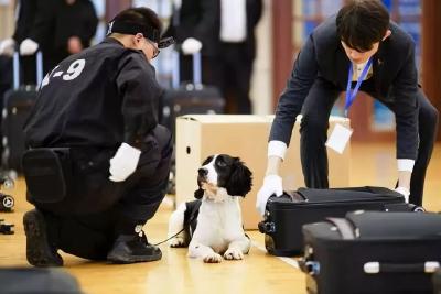 逆袭！流浪犬半年“考上公务员”，去上海海关工作了！