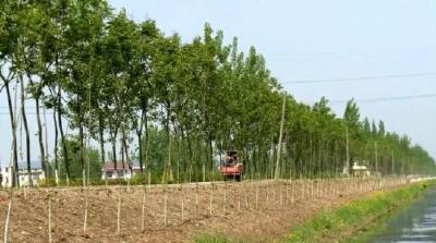 2020年，公安县将完成造林绿化面积8万亩