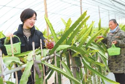 春节乡村游受青睐 荆州这些地方值得你去……