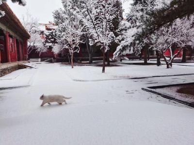 2020年的第一场雪，来了！