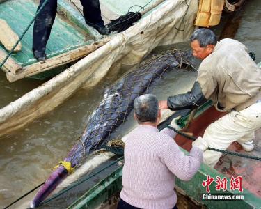 心痛！“中国淡水鱼之王”长江白鲟宣告灭绝？