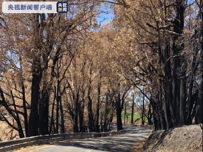 蓝山变“黑山”，森林一片死寂……总台记者深入澳大利亚山火受灾地区