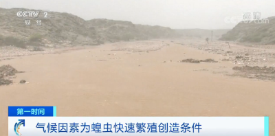 警惕！蝗灾已席卷20多国 蝗虫数量还在增长 数千万人粮食安全受威胁 