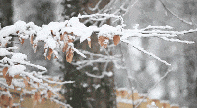 寒潮来袭！直降14℃！荆州雨雪天气要来了！