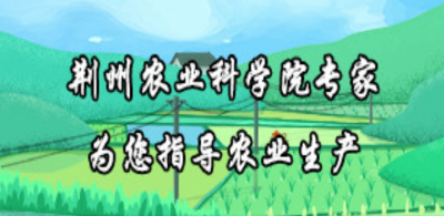 @农民朋友们，荆州农业科学院专家为您指导农业生产 