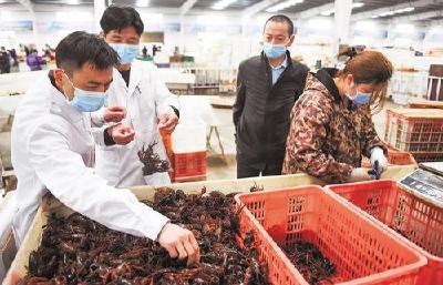 监利日售小龙虾250吨，1.5万吨小龙虾4月中旬前售完