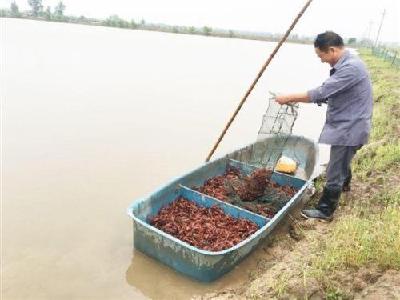 市农业农村局和加工企业积极应对 小龙虾养殖户吃下定心丸