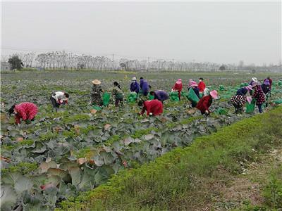 抗疫春耕两不误，太湖港管理区田间地头春意浓 