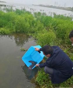 荆州一村民救护娃娃鱼 联合放生上北湖