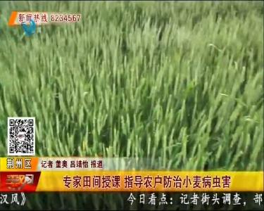 专家田间授课 指导农户防治小麦病虫害