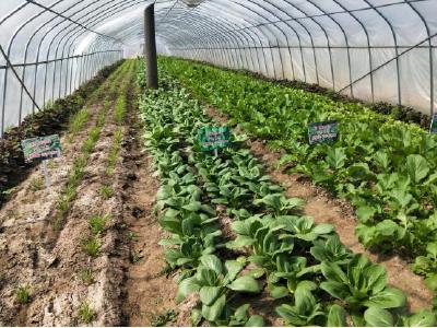 广东梅州人民深情厚谊 助荆州区蔬菜种植增产又增收