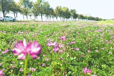 荆州市大力推广宣传绿肥种植 助力绿色农业发展