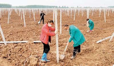 吊瓜产业在荆江两岸兴起 2025年计划种植10万亩