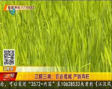 江陵三湖：百亩鸢尾 产销两旺