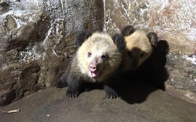 棕熊、骆驼 ...荆州市中山公园动物园添多只动物宝宝