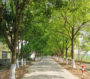 荆州区马山镇双杨村：以“四个一”为重点 打造环境整治新特色