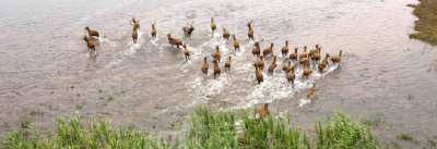 湖北石首：新出生麋鹿120余头，种群数量已达1700头