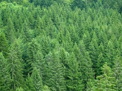 今年，荆州完成植树造林24.3万亩