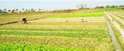 荆州这个“放心菜”基地春耕复耕完成率达到98%