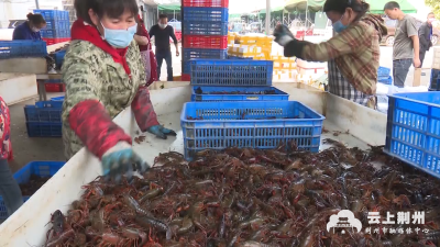 洪湖市小龙虾产业有序复工复产 日销售100余吨