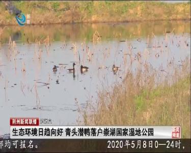 短消息：生态环境日趋向好 青头潜鸭落户崇湖国家湿地公园