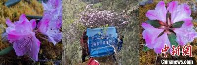 仅1株！中国发现被宣布野外灭绝的植物！网友：千万不能说... 