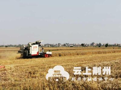 小麦收割忙 秸秆处理更环保    