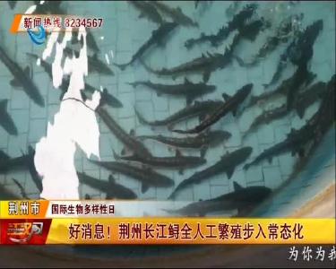 好消息！荆州长江鲟全人工繁殖步入常态化