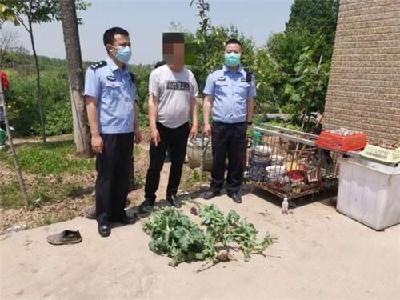  荆州区禁种铲毒在行动：铲除200余株罂粟抓获2人