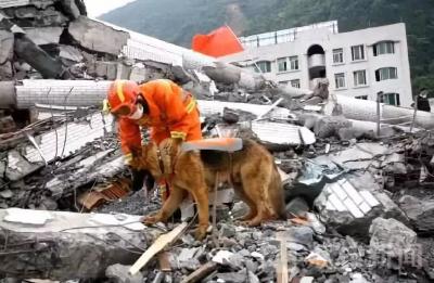 它两岁救出15人！汶川地震搜救犬沈虎雕像落成，训导员泣不成声 